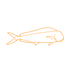 Animals Saltwater Fish Mahi Mahi Sketch Drawing Svg Vector, Free Vectors File